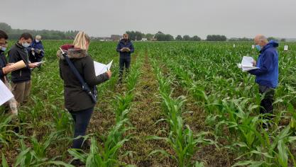 In maïs wordt zowel de chemische, mechanische als combinatie chemisch/mechanisch onderzocht.