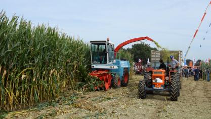 Guido Cartoos en Dirk Hulens aan het werk tijdens het maïs hakselen met oldtimers.