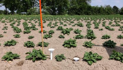 De sensoren zullen in de vervolgstudie niet op dezelfde velden staan, maar er zal wel weer gefocust worden op de aardappelteelt.