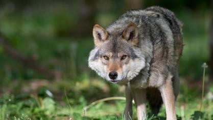 In de aan België grenzende oostelijke Nederlandse stad Weert is een dode wolf gevonden.