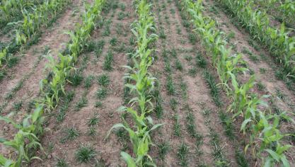 Rietzwenkgras gezaaid met pijpenzaaimachine aan 15 kg/ha, net vóór de maïszaai  (juni 2015).