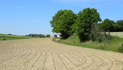 Behandel onkruiden in maïs steeds in een jong stadium en combineer werkzame stoffen met een verschillend  werkingsspectrum.