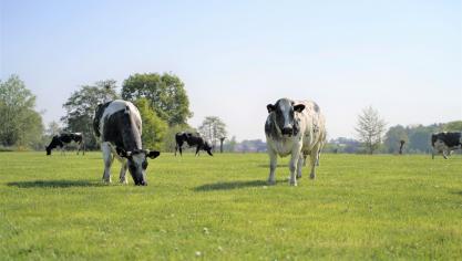 Je kan ervoor kiezen om met je vee en akkerbouw in één keer om te schakelen,  of om dat gefaseerd te doen.