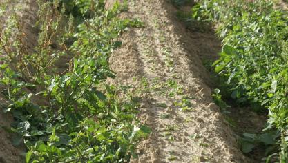 Een goede visie voor onkruidbestrijding is cruciaal om bio tijdens en na omschakeling te doen slagen.