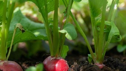 Radijsjes zijn een ideaal gewas voor de beginnende tuinier.