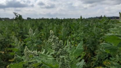 Het areaal met quinoa gaat richting 100 ha. Men wil evolueren naar 1.000 ha.