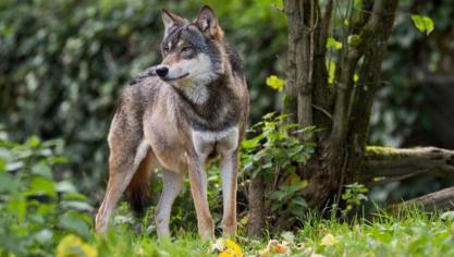 De afgelopen weken gingen er verschillende presentaties door binnen het project ‘De wolf, wees op je hoede’.