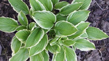 De Hosta crispula heeft een bleekgroen, wit gerand blad.