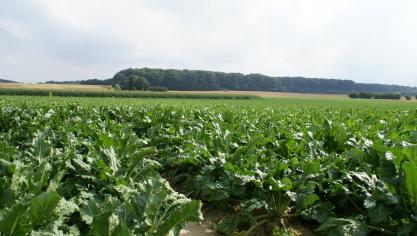 In verschillende Europese landen waarschuwen boeren voor lagere opbrengsten inzake suikerbieten.