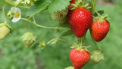 Mits de nodige kennis kweek je zelf de lekkerste aardbeien.