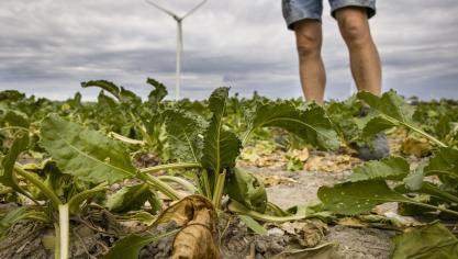 De droogte laat zich al weken voelen op het veld. Gewassen in volle groei en afrijping snakken naar water... waarom geen Aquafin-water?