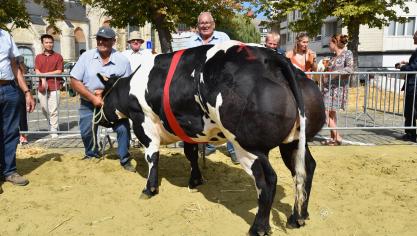 Pipa vh Loobergenhof (Courtois X Cabri), kampioenschap vaarzen & gekalfde vaarzen van 20 tot 32 maanden, van Roger Sapion uit Kessel-Lo.