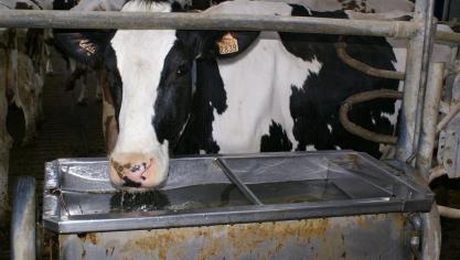 Besmette dieren kunnen de omgeving en drinkwater besmetten via hun urine, waarin leptospiren in aanwezig zijn, en kunnen zo (in)direct andere dieren besmetten.