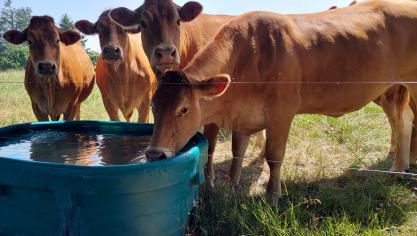 Slechts 5% van de Limousin-fokkers certifieert zijn dieren.