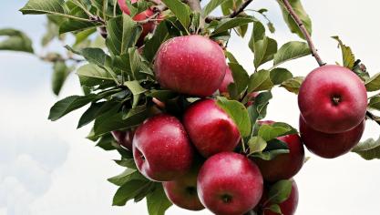 In vergelijking met andere fruitsoorten hebben appels een relatief hoge luchtvochtigheid nodig.