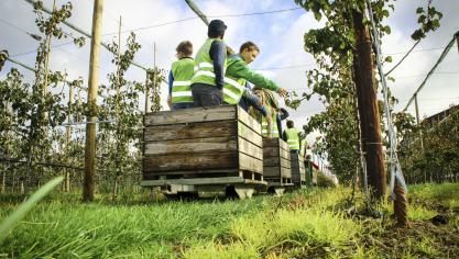 Aan de hand van 5 workshops leren leerlingen alles over het leven en het werk van de fruitboeren.