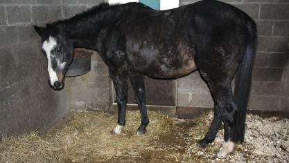 De merrie Romance (Trakehner – Michelangelo x Donauwind) als 26-jarige, kort voor de euthanasie. Sinds haar 16 e  werd ze intensief verzorgd voor kortademigheid. In de herfst van haar 26 e  levensjaar    constateerde de dierenarts een hartaanval, die ze overleefde. Haar hartslag bleef daarna slechts zeer zwak aanwezig. Kort daarna heeft men haar rustig laten inslapen. Een tweede hartaanval zou ze nooit  hebben overleefd.