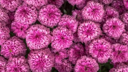 Chrysanten blijven nog steeds de populairste ‘kerkhofbloem’.