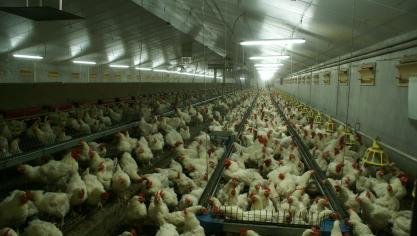 In Evergem werd een nieuw geval van vogelgriep vastgesteld.