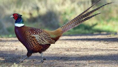 De eigenaar van de kwekerij in Cordes kon een duizendtal dieren vangen om ze te laten afmaken.