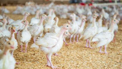 Er werd opnieuw vogelgriep van het type H5 vastgesteld op een commercieel pluimveebedrijf in Hoogstraten.