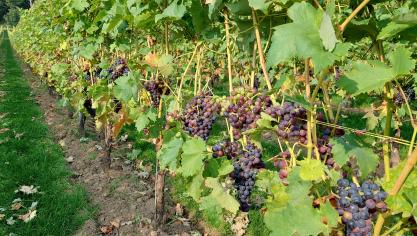 Opeenvolgende hittegolven en droogtes vormden grote bedreigingen voor de Europese oogst.