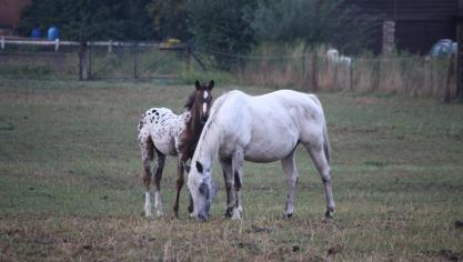 Een prachtig Appaloosa-veulen ergens in Vlaanderen (september 2022)