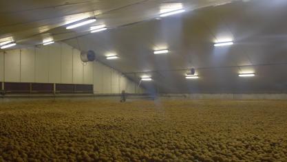 Controleer nu de aardappelen op kieming.