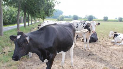 De koolstofvoetafdruk van Vlaamse melk daalde met 30% tussen 2000 en 2019.