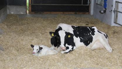“Boeren wordt een te grote veestapel opgedrongen omdat ze geen faire prijs krijgen voor het voedsel dat ze produceren”, stelt Boerenforum.