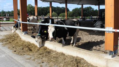 De nieuwe Nederlandse minister van Landbouw Piet Adema wil in een convenant afspraken maken over een dierwaardige veehouderij.