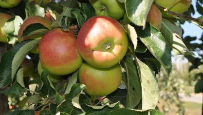 Genetische verbeteringen kunnen niet alleen consumenten aan lekkerder fruit helpen, maar ook tegemoetkomen aan wensen vanuit supermarkten, de teelt of de distributie.