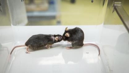 40 % van de dieren werd gebruikt voor studies rond oncologie.