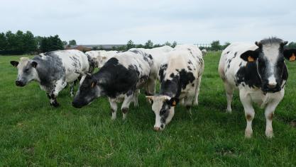 De marktprijzen voor Belgisch witblauw rundvee zijn stabiel, meldt Coevia.