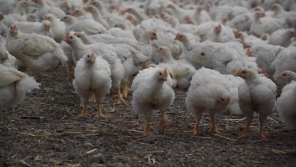 De impact van de vogelgriepbesmetting in Noord-Frankrijk is beperkt: er ligt slechts 1 pluimveebedrijf in het Belgische deel van de zone.
