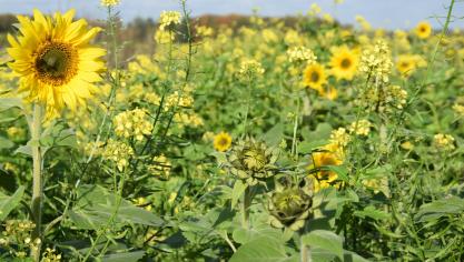 Minister Brouns wil zoeken naar een nieuw evenwicht tussen onze  omgeving, natuur en  landbouw.