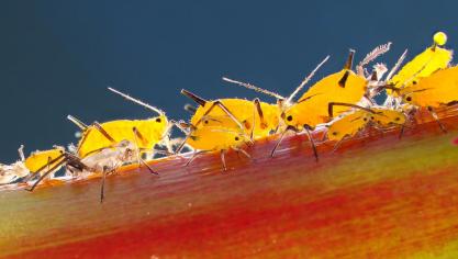 De nog steeds vrij zachte temperaturen zullen de bladluisactiviteit ook nog niet effectief afremmen.