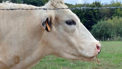 Coevia meldt stabiele prijzen voor Belgisch witblauw rundvee.