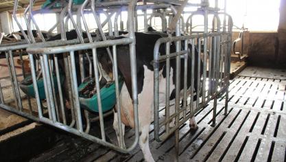 Het CowToilet van Hanskamp vangt meer dan de helft van de urine van een koe op.