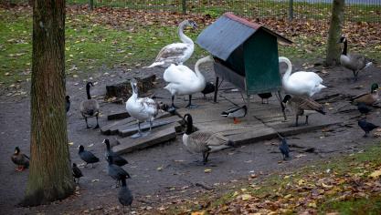 In Lennik en Lontzen (Luik) zijn deze week nieuwe besmettingen met vogelgriep gemeld.