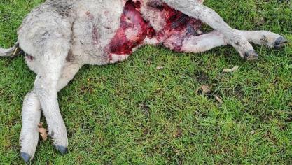 Schapen zijn de grootste slachtoffers. 104 van de 156 dode dieren waren schapen.