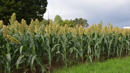 Door de droogte van de voorbije zomer groeit bij ons de interesse in deze droogtetolerante graansoort.