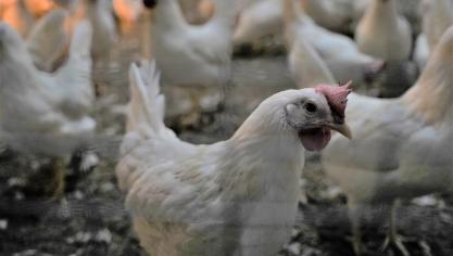 De nieuwe wetgeving zal externe leveranciers versterken, terwijl de EU-consumenten pluimveevlees zullen blijven kunnen kopen dat heeft bijgedragen tot ontbossing.