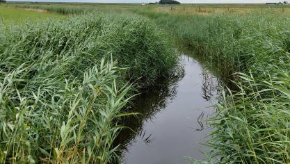 Natuurpunt wil alsnog een uniforme bufferzone van 6 m in langs waterlopen en grachten.