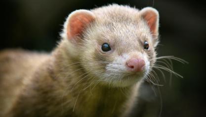 Als er tegen 4 januari nog geen bevoegde minister aangesteld is, moeten de dieren mogelijk afgemaakt worden, zo meldt organisatie Danske Mink.