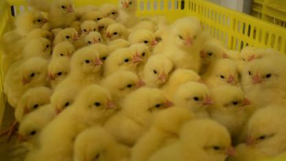 In Israël hebben onderzoekers een genetisch gemanipuleerde kip ontwikkeld die eieren legt waaruit enkel vrouwelijke kuikens komen.