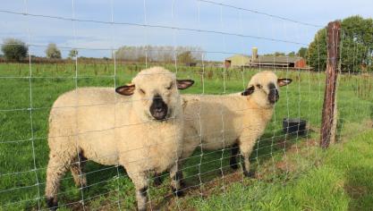 Voor de sluiting was de situatie al precair voor schapen- en geitenouders die een inkomen willen realiseren via de korte keten.