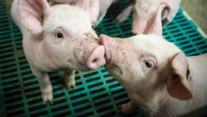 De castratie van biggen van maximaal 7 dagen mag binnenkort door de varkenshouders gebeuren.