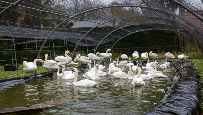 Europa beleeft momenteel ‘het meest verwoestende’ seizoen van vogelgriep in zijn geschiedenis.