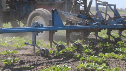 Mechanische onkruidbestrijding heeft effect op koolstof in de bodem en op bodemorganismen.